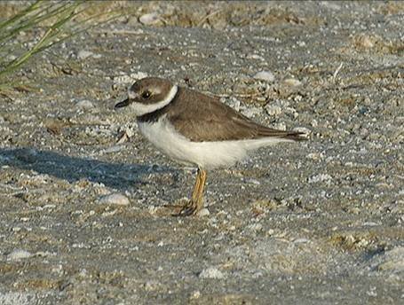 180_Semipalmated Plover